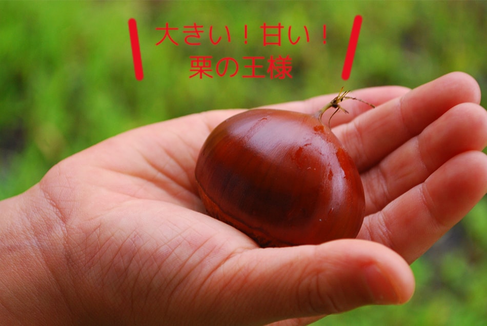hạt dẻ tamba hat-de-tamba